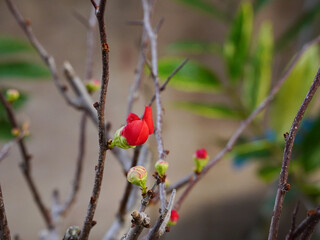 The red-flowered Quince tree is a beautiful bonsai tree.