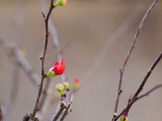 The red-flowered Quince tree is a beautiful bonsai tree.