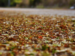 Autumn leaves on the ground in the park, shallow depth of field