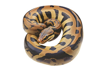 Fototapeta premium Coiled yellow and black patterned snake, isolated on white transparent background, reptiles or wildlife, symbolizing Chinese Lunar New year