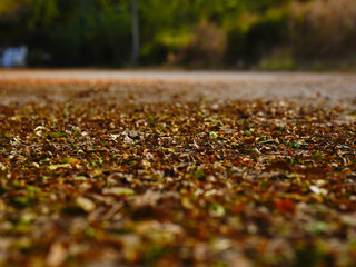 Autumn leaves on the ground in the park, shallow depth of field
