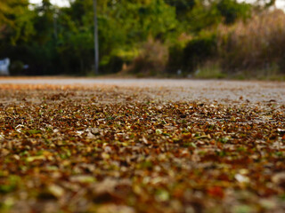 Autumn leaves on the ground in the park, shallow depth of field