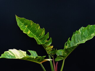 Leaf of Philodendron Ring of Fire isolated on black background © Tyada_Nam
