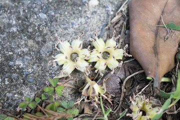 The Formosan Nato Tree (Palaquium formosanum) flowers on the ground.