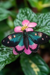 Blue butterfly on pink flower