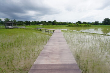 Fototapeta premium Landscape of rice field with wooden bridge and blue sky in Thailand