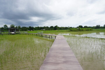 Naklejka premium Landscape of rice field with wooden bridge and blue sky in Thailand