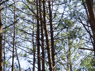 Pine trees in a pine forest on a background of blue sky