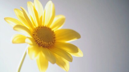 Obraz premium Closeup view of a yellow flower with a white background and soft lighting