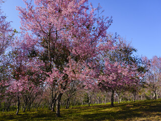 Wild Himalayan Cherry, Prunus cerasoides, Sakura in Thailand