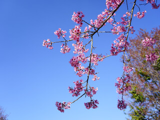 Wild Himalayan Cherry, Prunus cerasoides, Sakura in Thailand