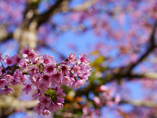 Wild Himalayan Cherry, Prunus cerasoides, Sakura in Thailand