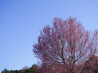 Wild Himalayan Cherry, Prunus cerasoides, Sakura in Thailand