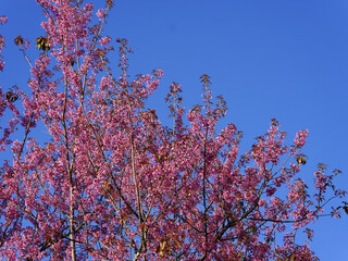 Wild Himalayan Cherry, Prunus cerasoides, Sakura in Thailand