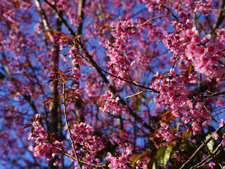 Wild Himalayan Cherry, Prunus cerasoides, Sakura in Thailand