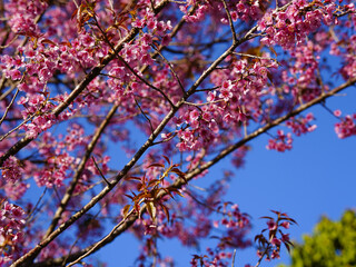 Wild Himalayan Cherry, Prunus cerasoides, Sakura in Thailand