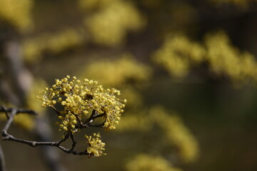 庭のサンシュユ
