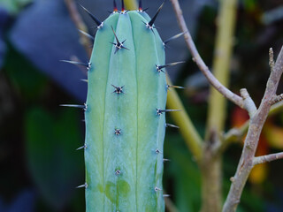 Cactus in a botanical garden in Bangkok, Thailand, Southeast Asia