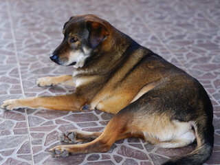 Thai dog lying on the floor in the park. Selective focus.