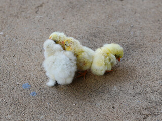 Little yellow chickens on a black background. Studio shot. Isolated.