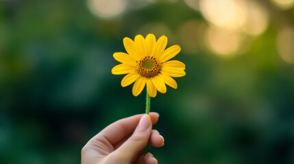 Bright yellow flower held gently with green background creating a serene atmosphere in nature