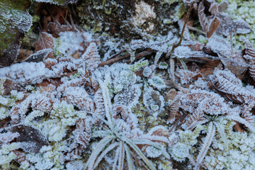 vista macro della vegetazione su un terreno naturale, composta da foglie, erba e varie piccole piante, ghiacciate, in inverno