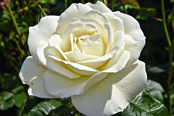 Beautiful blooming white rosebud in garden