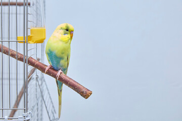 Budgie on a perch near a cage with a place for a text or product. Copy space