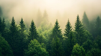 Fototapeta premium Misty forest landscape with sunlight filtering through tall trees, creating a serene and ethereal atmosphere, capturing the beauty of nature and tranquil woodland scenery