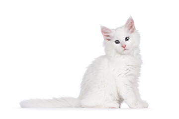 Cute solid white Maine Coon cat kitten, sitting up side ways. Looking straight to camera. isolated on a white background.