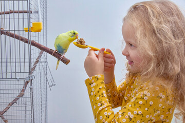 A girl feeds a budgie in a cage. The concept of friendship between children and pets.