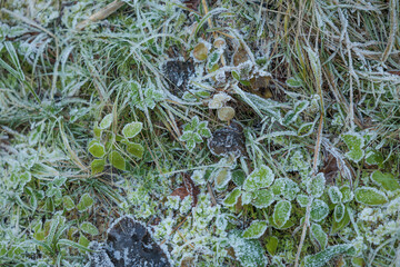vista macro dell'erba ed altre piccole piante verdi e marroni coperte di brina ghiacciata