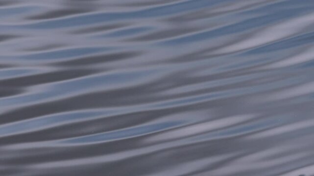 close-up of a water strider, pond skater on the lake, calm water with gerridae, blue water, gray lake, Gerris lacustris, gerridae and gentle waves, wave pattern, wavy pattern