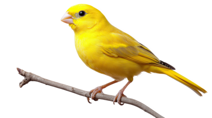 A vibrant yellow canary perched on a branch against a white isolate background.