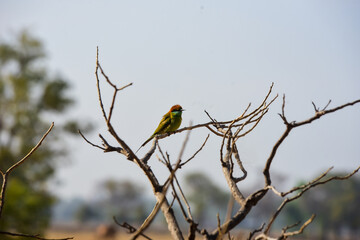 bird on a branch
