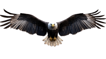 Bald eagle soaring with wings spread wide, isolated on white background.