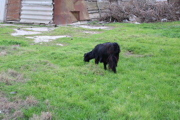 black and white bear