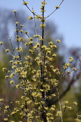 庭のサンシュユ