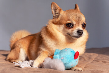 A small red chihuahua dog lies on the bed with a sly expression, in front of it is a torn stuffed dog toy with a pulled-out sintepon.