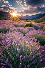 Fototapeta premium Field with purple flowers