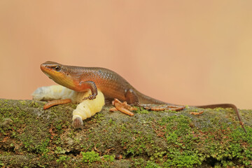 Fototapeta premium A common sun skink ready to prey on a caterpillar on mossy ground. This reptile has the scientific name Mabouya multifasciata.