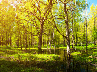 Spring forest landscape - bright green spring forest trees and flooded forest glade under soft sunlight