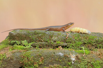 A common sun skink ready to prey on a caterpillar on mossy ground. This reptile has the scientific name Mabouya multifasciata.