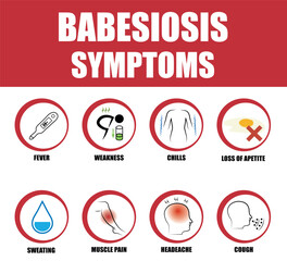 Babesiosis infection symptoms and tick vector causing disease in humans