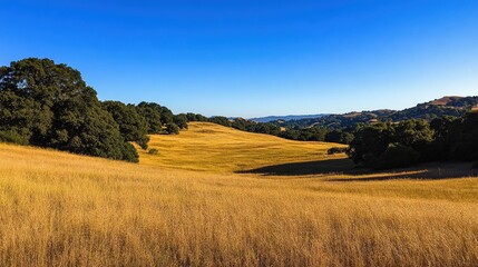 A golden meadow under a bright blue sky, bathed in warm sunlight, offering an expansive natural backdrop for creative or nature-related visuals.