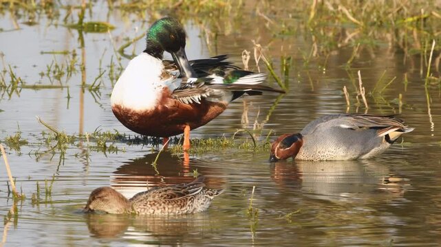 Full shot of Northern shoveler shoveller or Anas clypeata or Spatula clypeata eurasian teal common teal anas crecca gadwall at keoladeo national park or bharatpur bird sanctuary rajasthan india
