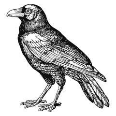Fototapeta premium Woodcut illustration of a crow. Vintage grunge vector design element for artworks, poster, cards, web and collages.