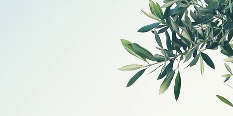 Obraz premium Olive Tree Against Blue Sky
