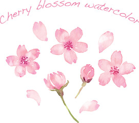 水彩画の桜の花びら　ベクター素材