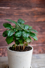 Green Coffee plant in a white pot on wooden  background 